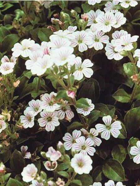 Gypsophile rampant