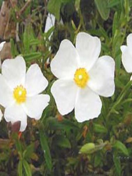 Halimiocistus sahucii 