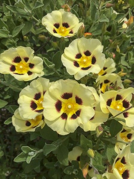 Halimocistus 'Merrist Wood Cream'