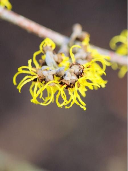 Hamamelis virginiana 