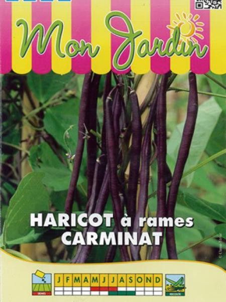 Haricot à rames mangetout 'Carminat'