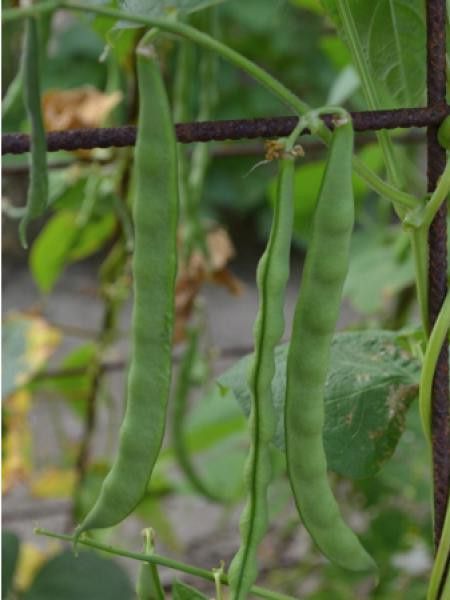 Haricot à rames mangetout 'Princesse du Pévèle'