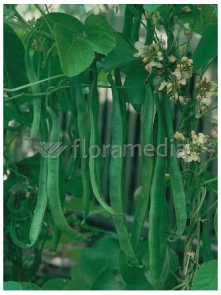 Haricot à rames plat 'Planeta'