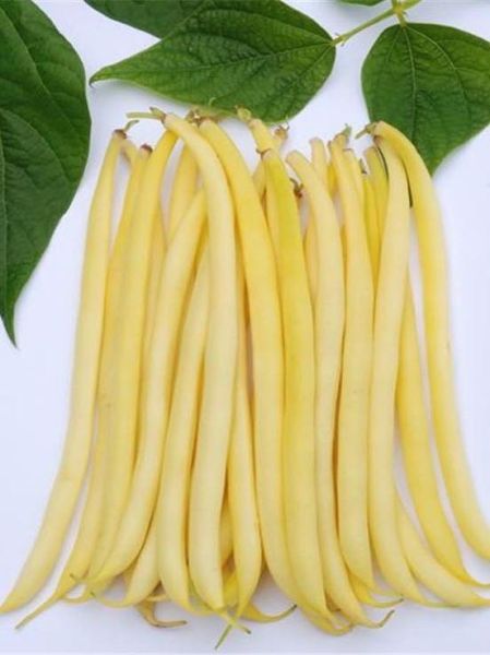 Haricot beurre 'Fructidor'