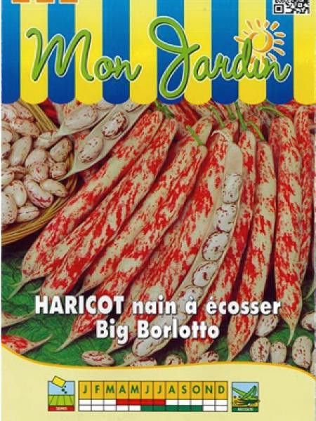 Haricot nain à écosser 'Big Borlotto'