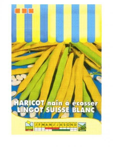Haricot nain à écosser 'Lingot suisse blanc'