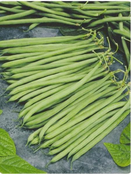 Haricot nain à filet 'Altona'