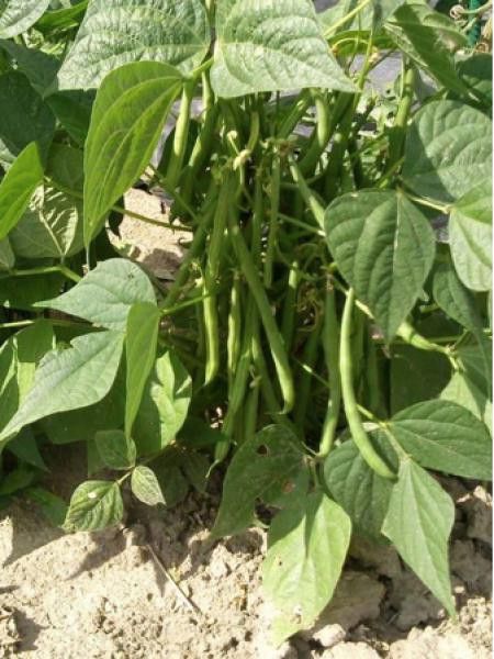 Haricot nain à filet 'Odéon'