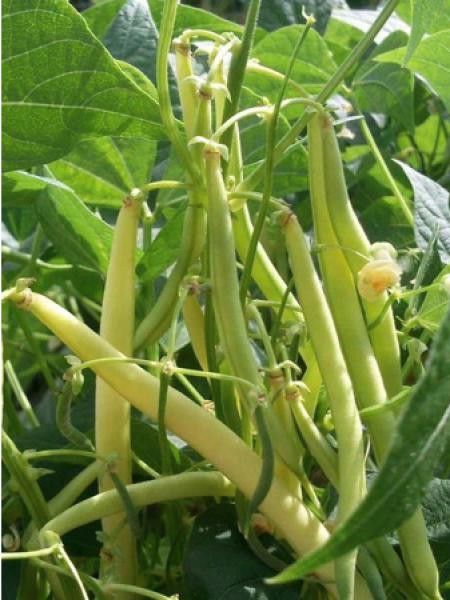 Haricot nain beurre 'Minidor'