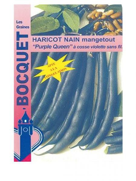 Haricot nain mangetout 'Purple Queen'