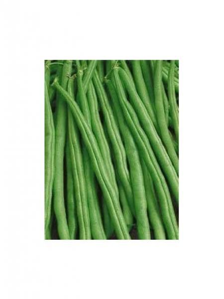 Haricot 'Tandergreen'