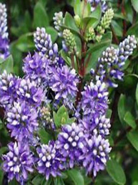 Hébé, Véronique arbustive 'Autumn Glory'