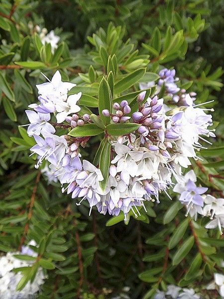 Hébé, Véronique arbustive diosmifolia