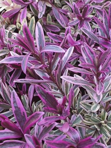 Hébé, Véronique arbustive 'Heartbreaker'