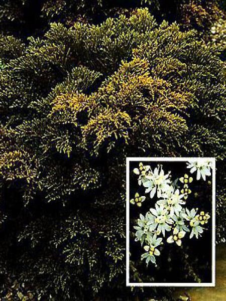 Hébé, Véronique arbustive ochracea 'James Stirling'