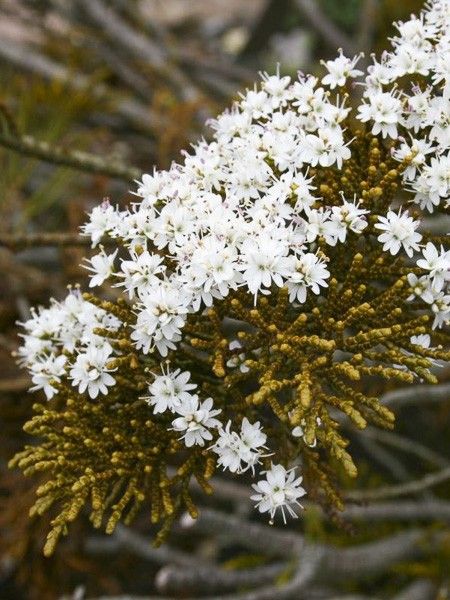 Hébé, Véronique arbustive ochracea