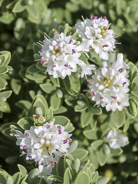 Hébé, Véronique arbustive 'Sutherlandii '