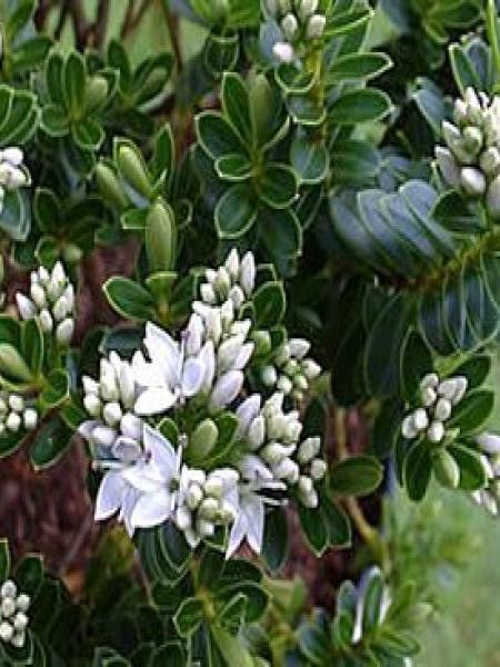 Hébé, Véronique arbustive vernicosa