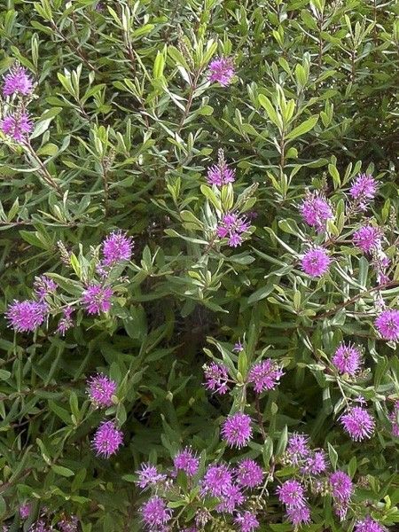 Hébé, Véronique arbustive 'Wiri Charm'