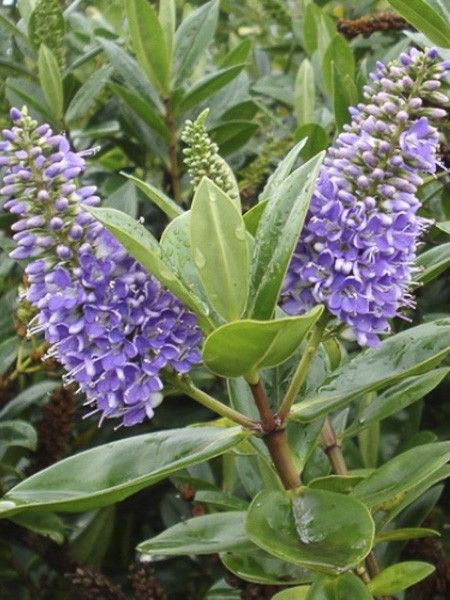 Hébé, Véronique arbustive 'Wiri Image'