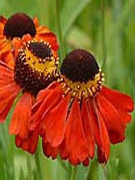 Hélénie 'Baudirektor Linne'