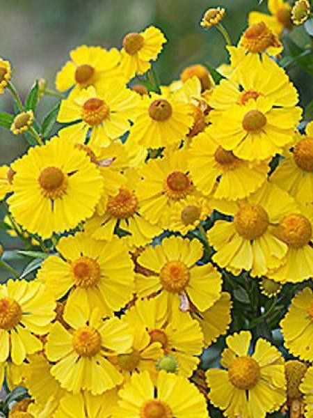 Hélénie d'automne 'Helena Gold'