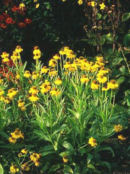 Hélénie de Bigelove 'The Bishop'