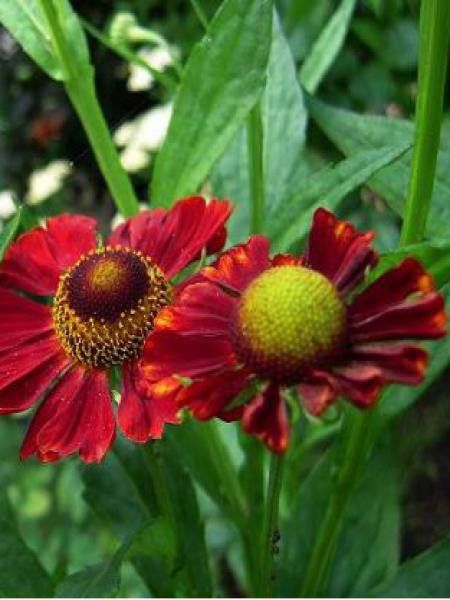 Hélénie 'Dunkle Pracht'