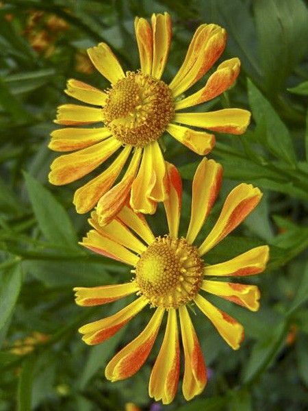 Hélénie 'Fancy Fan'