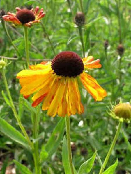 Hélénie 'Fatamorgana'