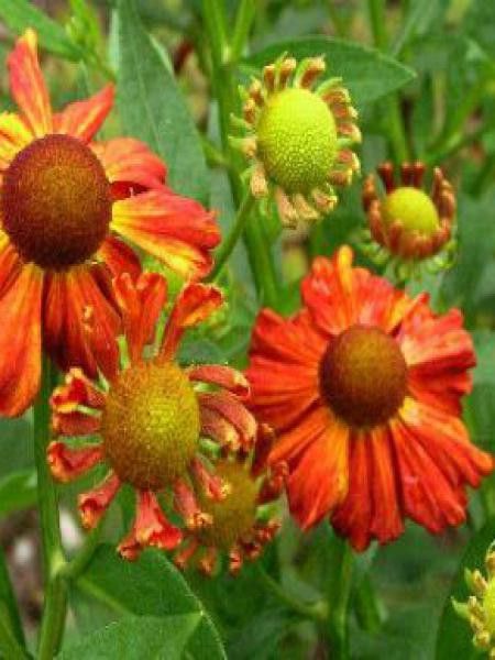 Hélénie 'Flammenspiel'