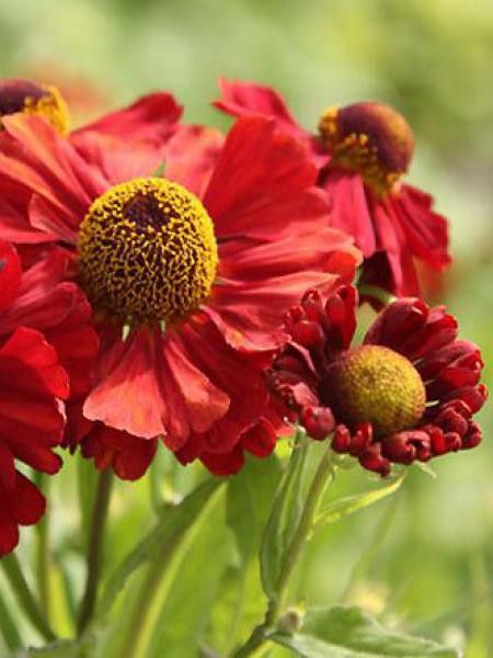 Hélénie 'Indianner Summer'