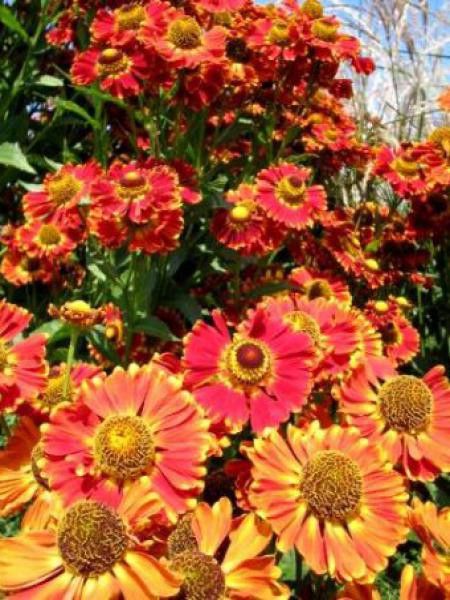 Hélénie 'Königstiger'