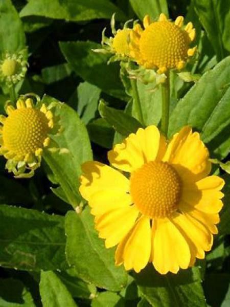 Hélénie 'Kugelsonne'