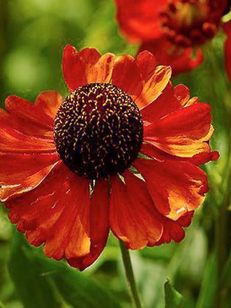 Hélénie 'Kupferzwerg'