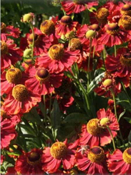 Hélénie 'Mahagoni'