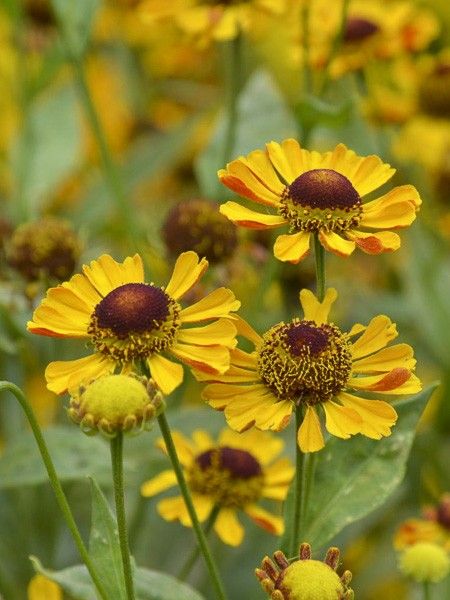 Hélénie 'Rauchtopas'