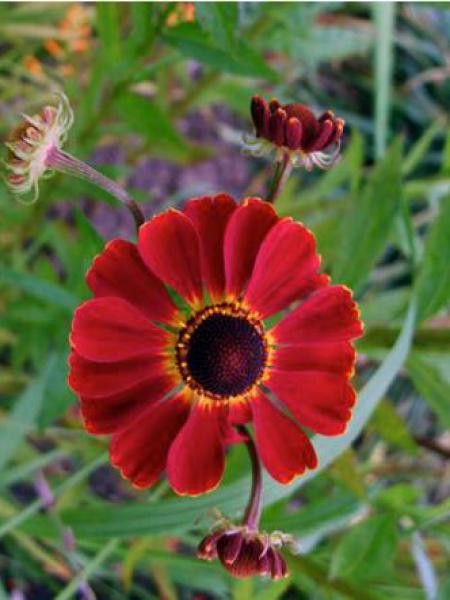 Hélénie 'Red Army'
