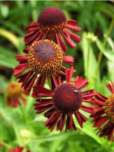 Hélénie 'Ruby Tuesday'