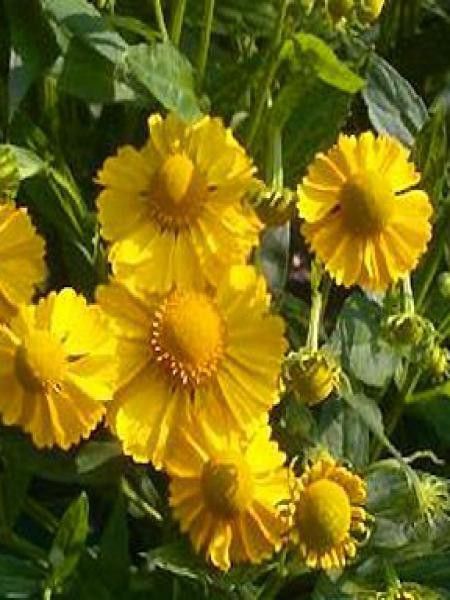 Hélénie 'Sonnenwunder'