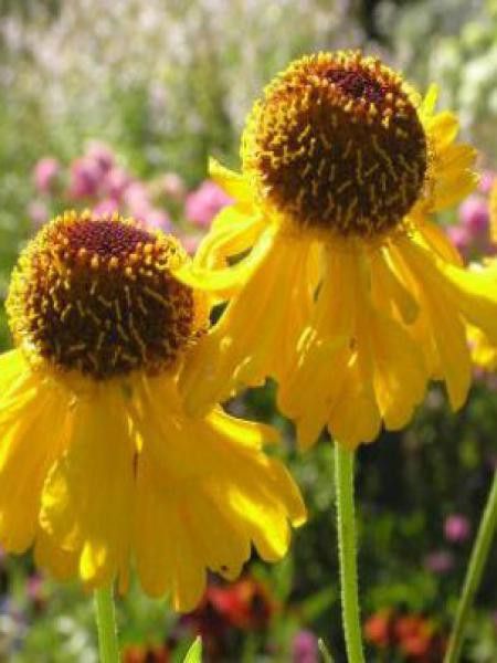 Hélénie 'The Bishop'