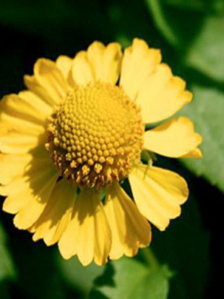 Hélénie 'Tijuana Brass'®