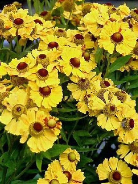 Hélénie 'Zimberstern'