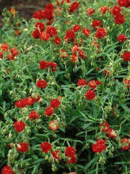 Hélianthème 'Amabile Plenum'