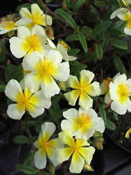 Hélianthème 'Elfenbeinglanz'