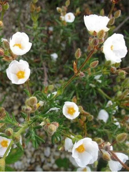 Hélianthème en ombelle