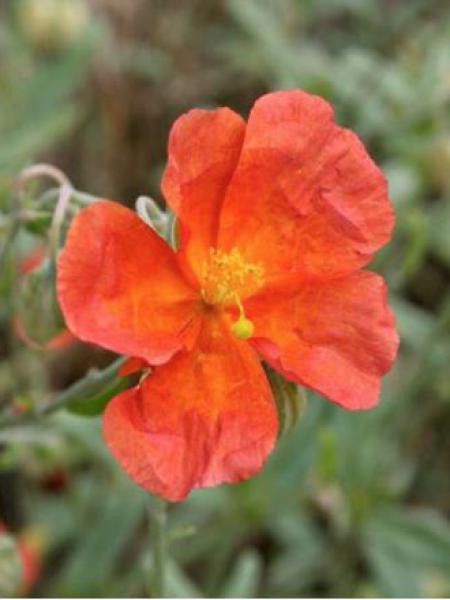 Hélianthème 'Fire Dragon'