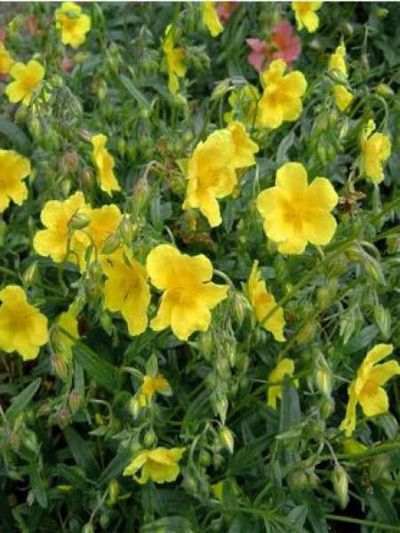 Hélianthème 'Golden Queen'