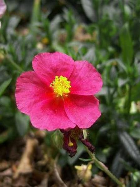 Hélianthème 'Hartswood Ruby'