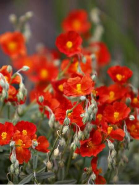 Hélianthème 'Henfield Brilliant'